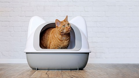 gatto nella lettiera